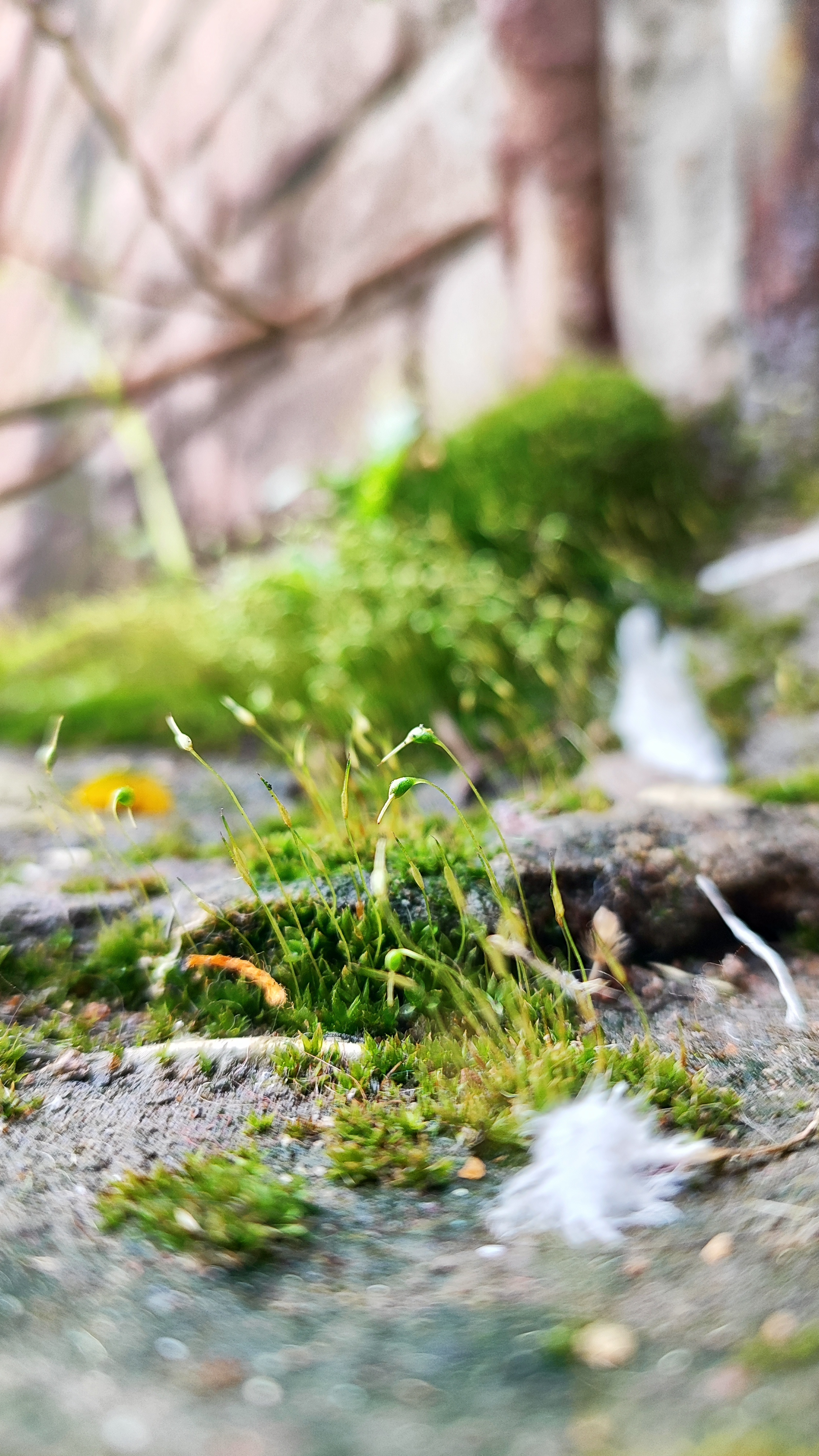 Startup Showcase Banner